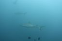 DSC00433.JPG