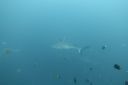 DSC00442.JPG