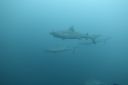 DSC00445.JPG