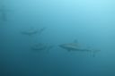 DSC00447.JPG