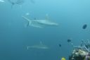 DSC00450.JPG