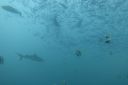 DSC00453.JPG