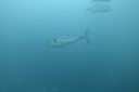 DSC00455.JPG