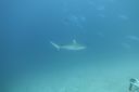 DSC00487.JPG