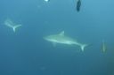 DSC00495.JPG