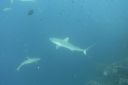 DSC00497.JPG