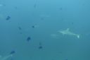 DSC00505.JPG