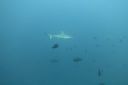 DSC00511.JPG