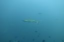 DSC00513.JPG