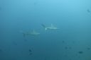 DSC00518.JPG