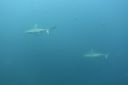 DSC00520.JPG