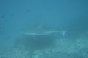 DSC00522.JPG