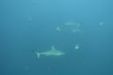 DSC00526.JPG