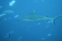 DSC00593.JPG