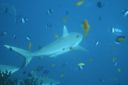 DSC00594.JPG