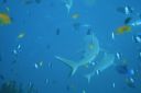 DSC00595.JPG