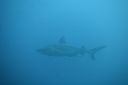 DSC00597.JPG