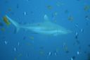 DSC00599.JPG