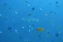 DSC00602.JPG