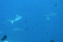 DSC00607.JPG