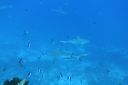 DSC00642.JPG