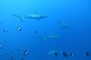 DSC00646.JPG