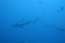 DSC00676.JPG