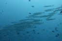 DSC00697.JPG