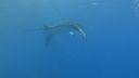 DSC00707.JPG