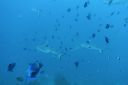 DSC00773.JPG