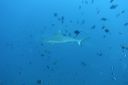 DSC00779.JPG
