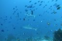 DSC00788.JPG