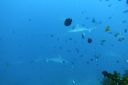 DSC00796.JPG
