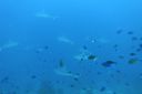 DSC00802.JPG