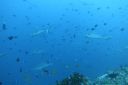 DSC00803.JPG