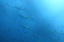 DSC00806.JPG