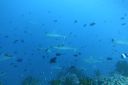 DSC00825.JPG