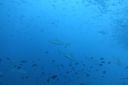 DSC00832.JPG