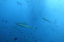 DSC00833.JPG