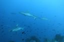 DSC00837.JPG