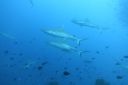 DSC00846.JPG