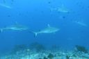 DSC00855.JPG