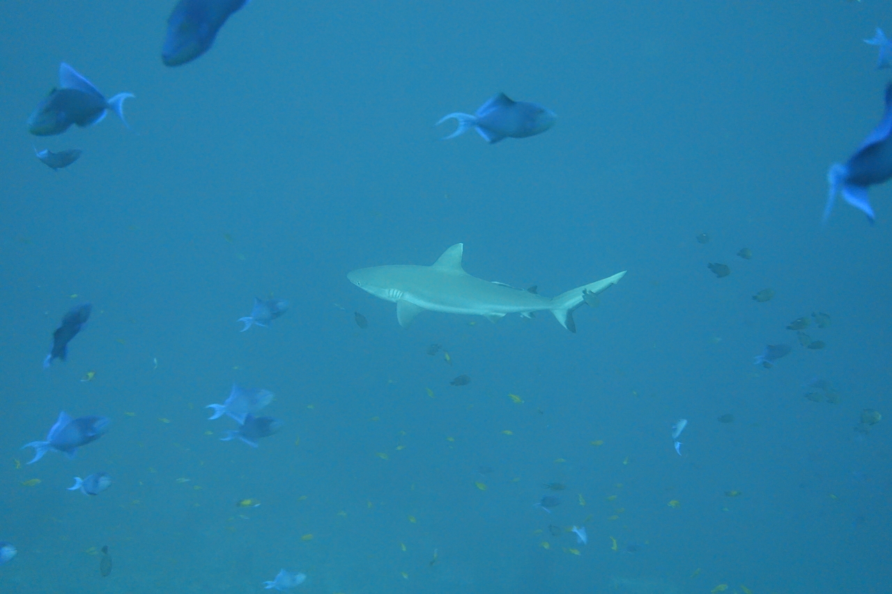 DSC00096.JPG