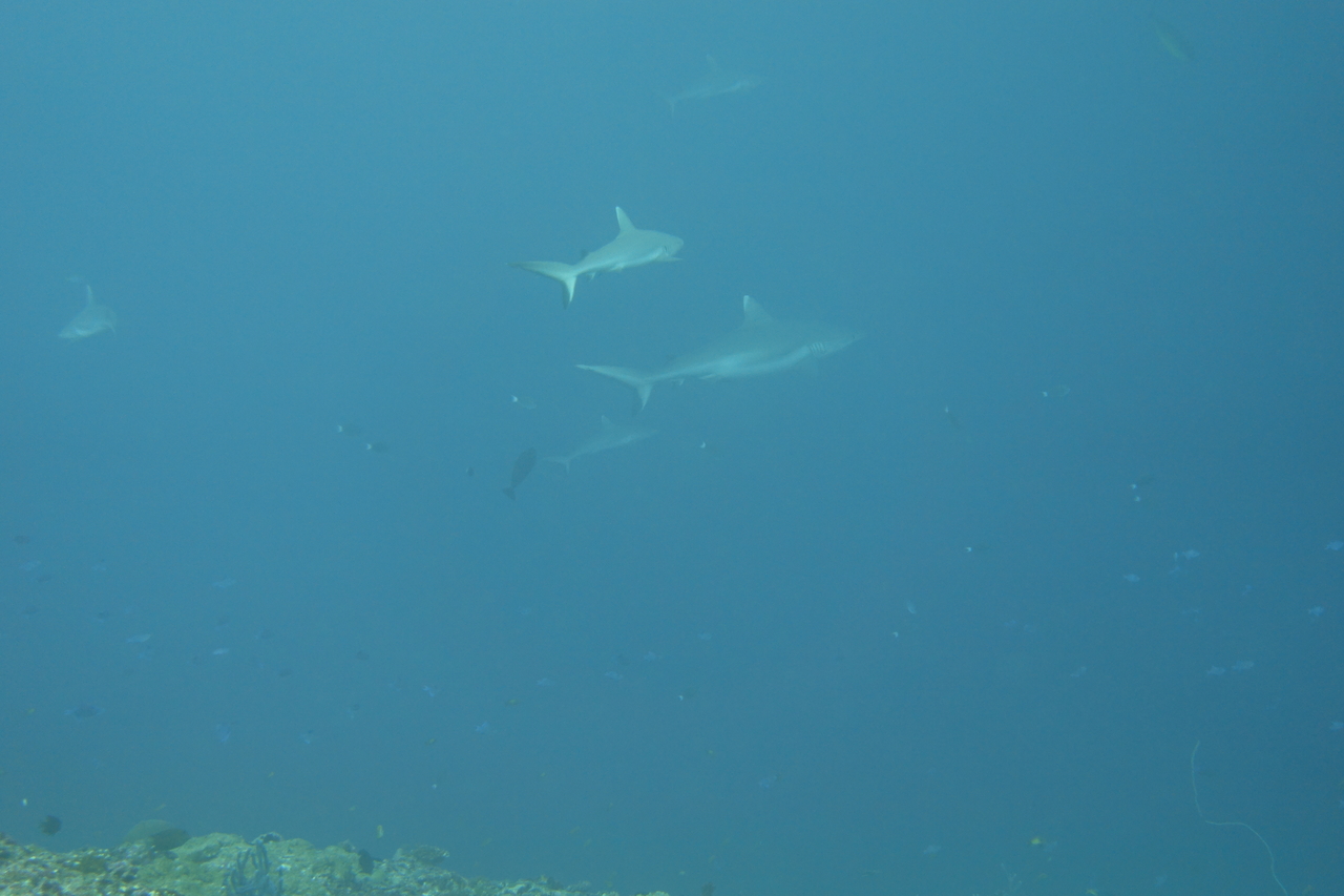 DSC00176.JPG