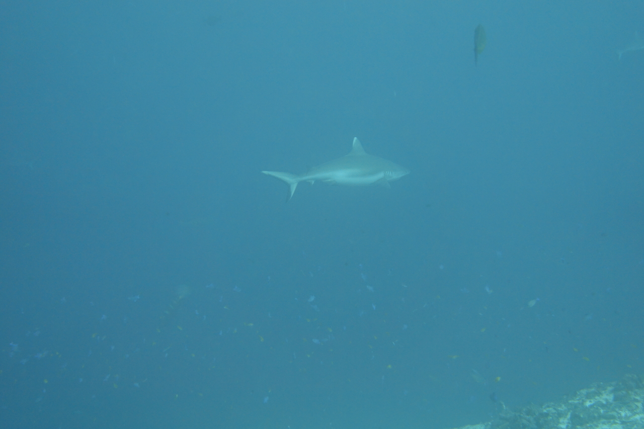 DSC00177.JPG