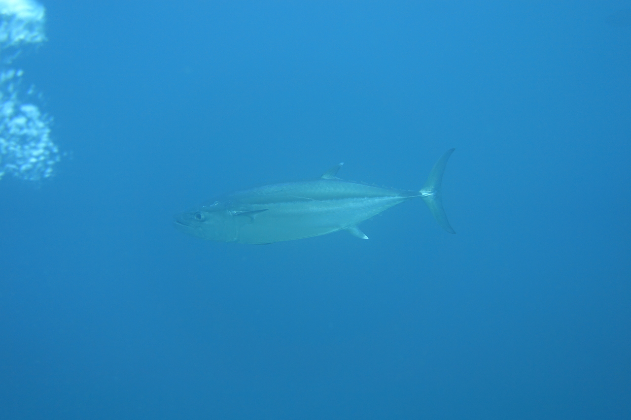 DSC00510.JPG