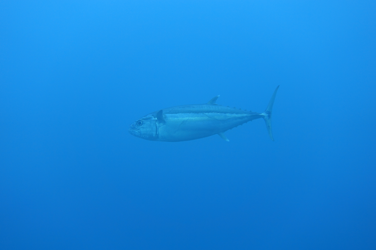 DSC00523.JPG