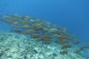 DSC00166.JPG