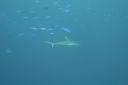DSC00179.JPG
