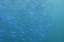 DSC00495.JPG